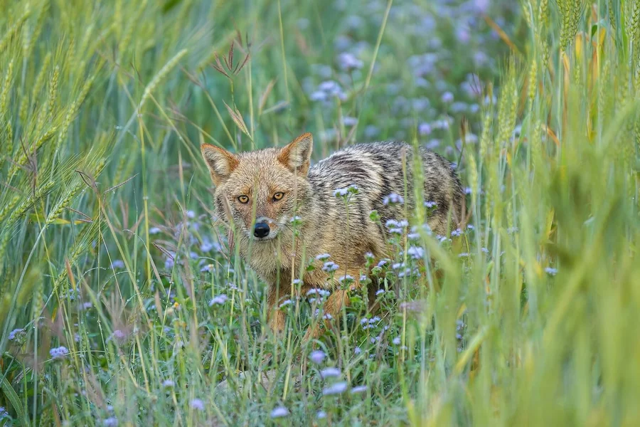 Jackal: Old World canid.