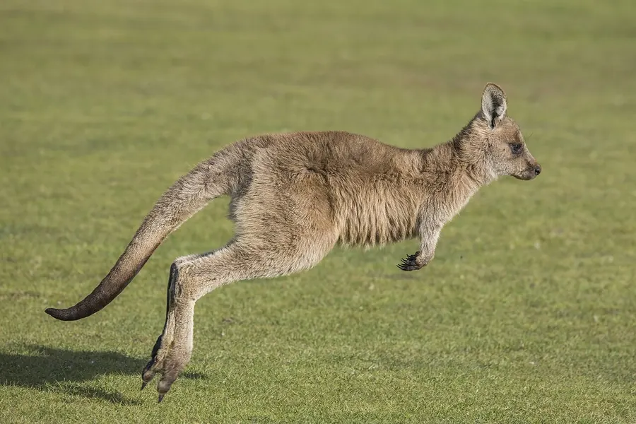 Kangaroo: the largest macropods (up to ~90 kg).