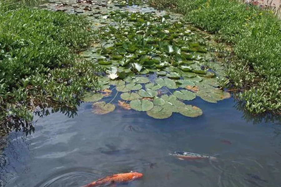 Koi: large ornamental carp patterning.