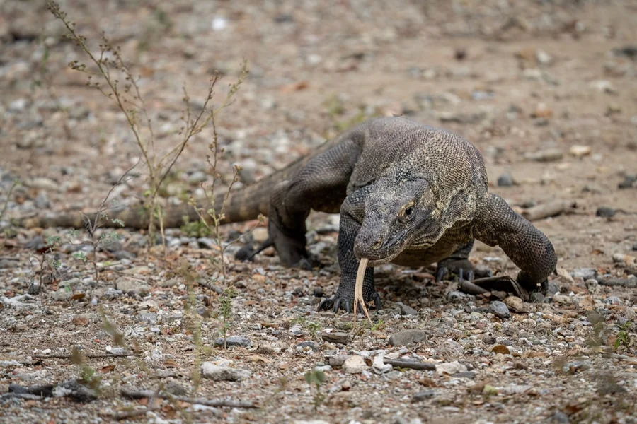Komodo dragon: massive monitor lizard.