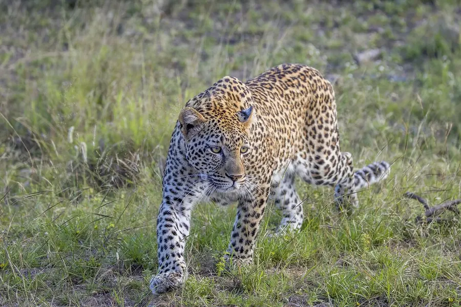 Leopard: small rosettes, no central spots.