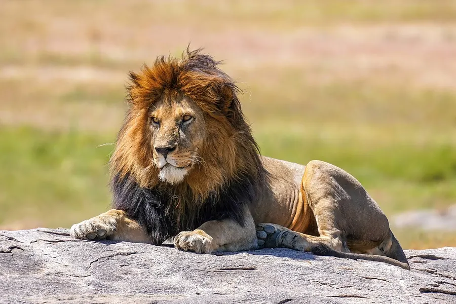 Lion: tawny, maned, lives in social prides.