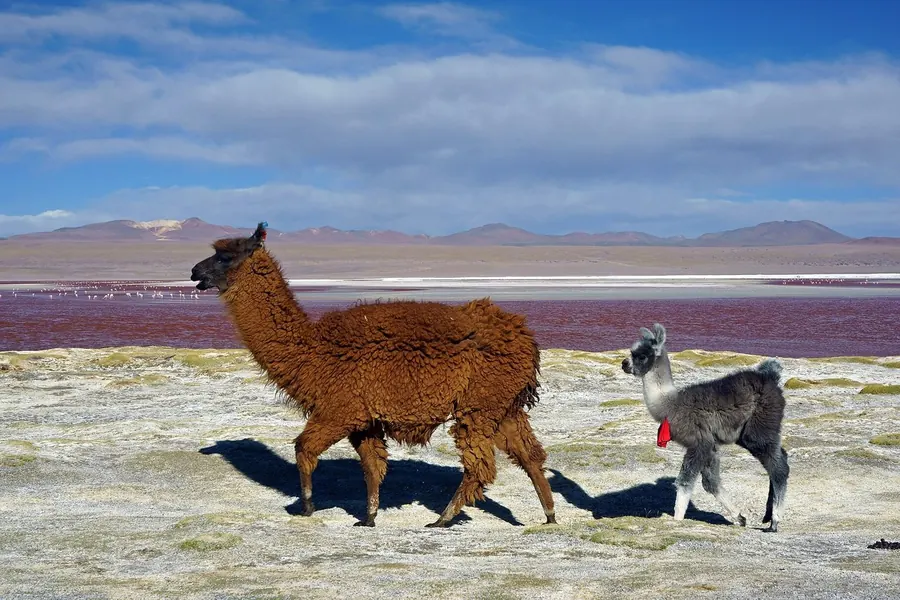 Llama: larger, banana-shaped ears, coarse coat, pack animal.