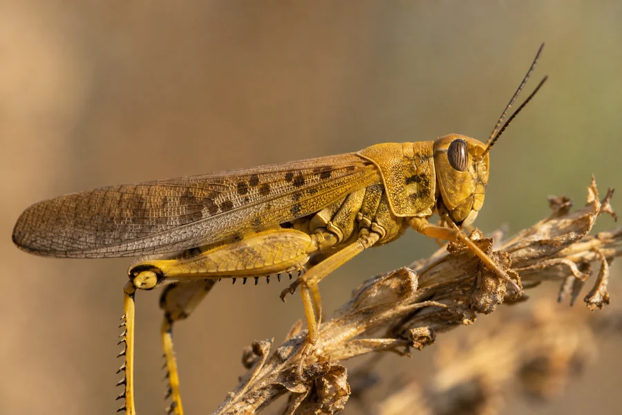 Locust: swarming grasshopper form.