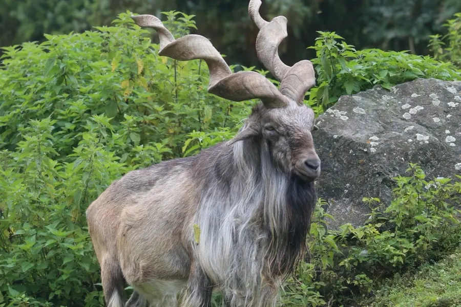 Markhor: dramatic corkscrew spiral horns.