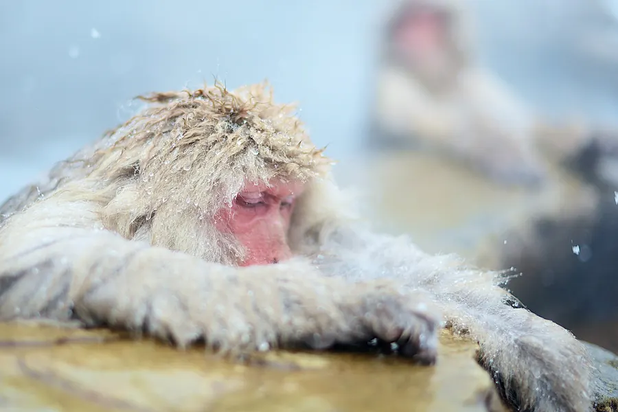 Monkey: haplorhine primate.