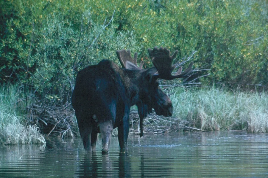 Moose with palmate antlers and long overhanging snout.