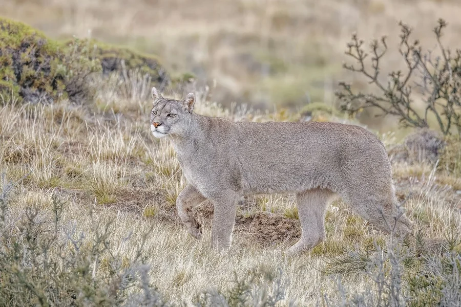 Mountain lion, the same species as the cougar.