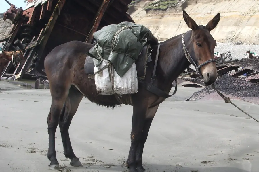 Brown mule standing in profile, showing a horse-like body with long donkey-like ears, wearing a pack saddle.