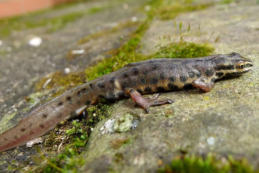 Newt: a semi-aquatic salamander with rougher skin.