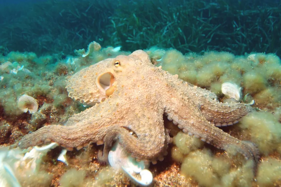 Octopus: eight arms.