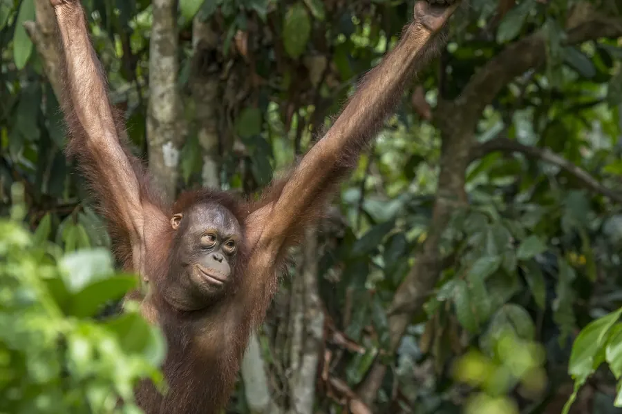 Bornean orangutan: broad round face, darker maroon-brown coat.