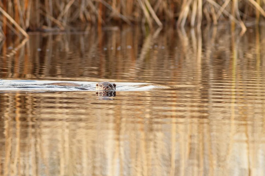 Otter: tapering muscular tail.