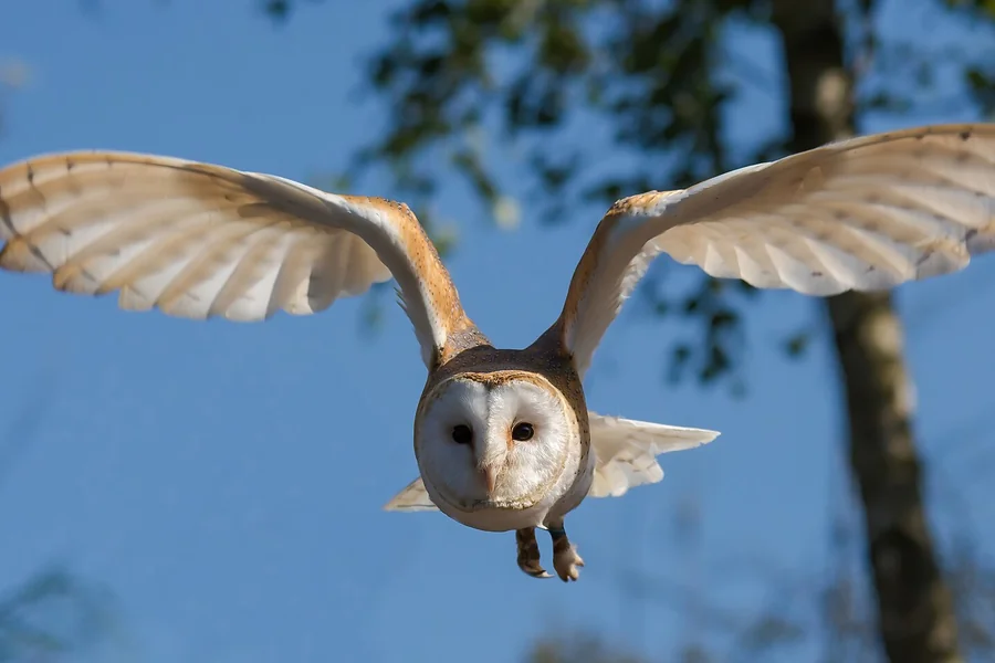 Owl: forward-facing eyes, silent flight plumage.