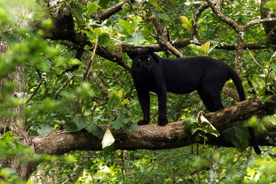 'Panther': a melanistic (all-black) leopard or jaguar.