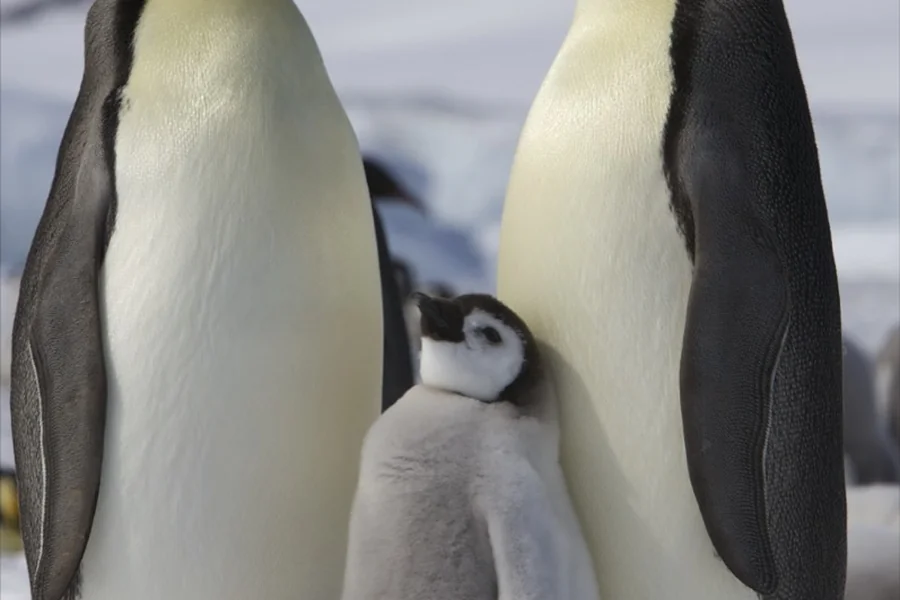 Penguin: flightless southern seabird.