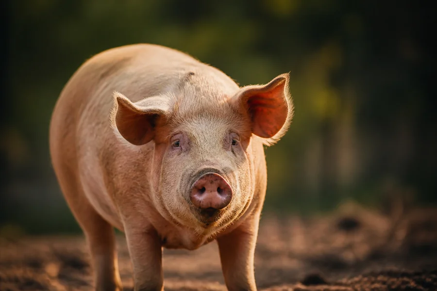 Pig: domestic form.