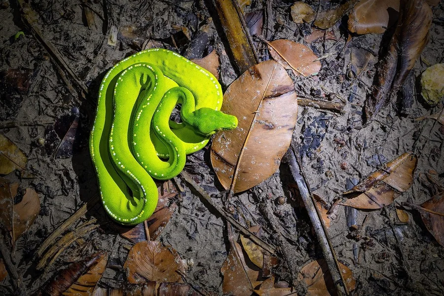 Python: heavy-bodied constrictor.