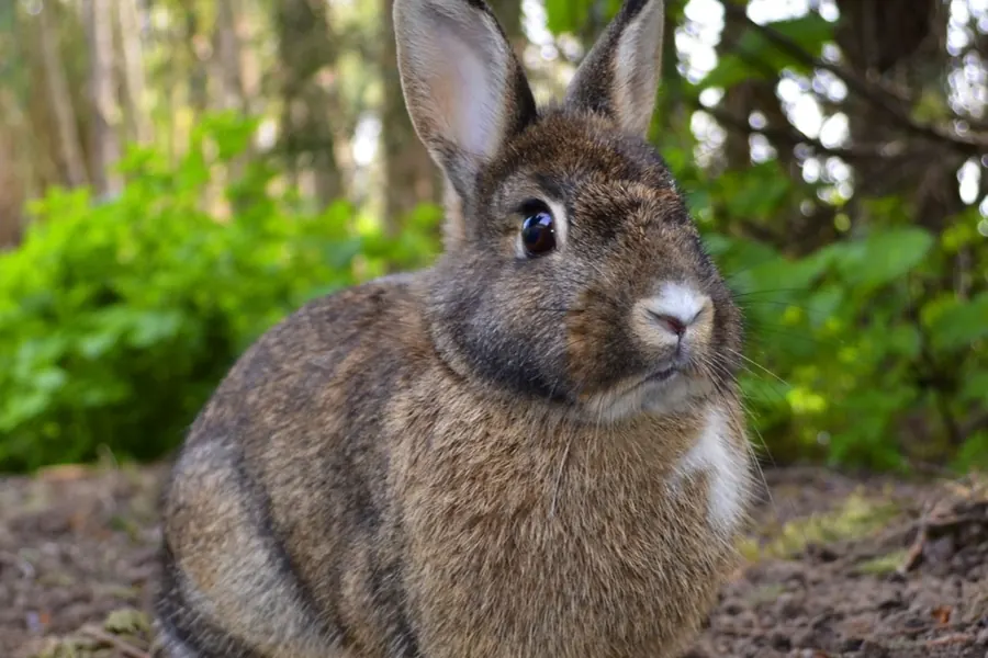 Rabbit: smaller, shorter ears, born helpless in burrows.