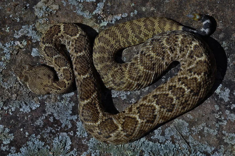 Rattlesnake: rattle and pit viper pattern.