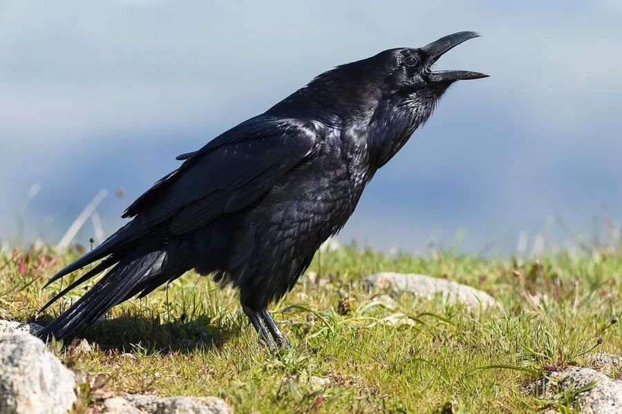 Raven: larger, wedge-shaped tail, deep croak.