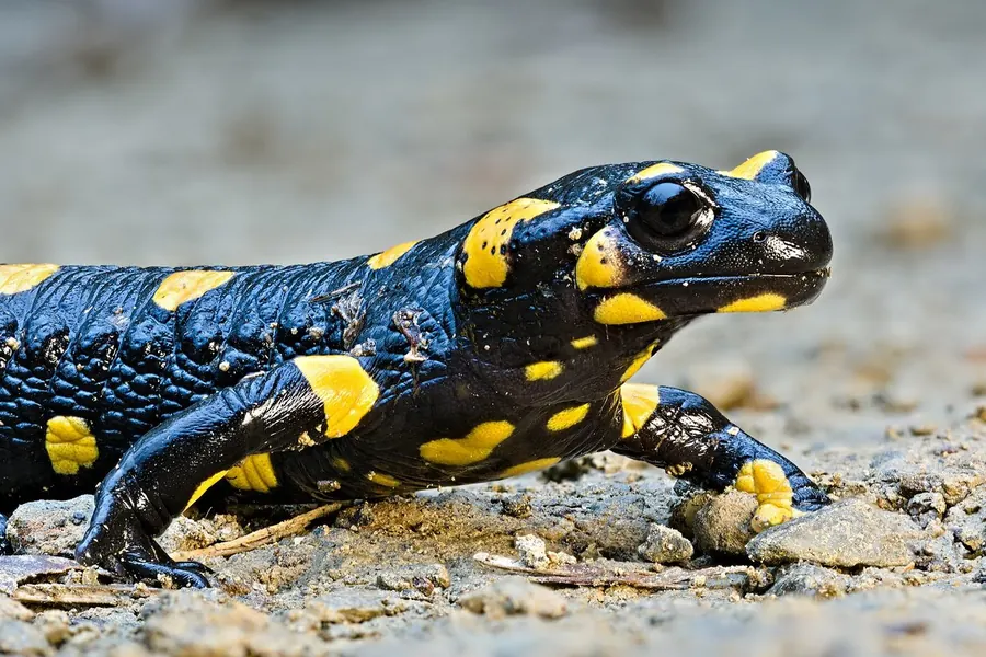 Salamander: the broader group, often smooth glossy skin.