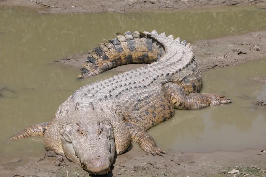 Crocodile: narrow V-snout, 4th tooth stays visible.