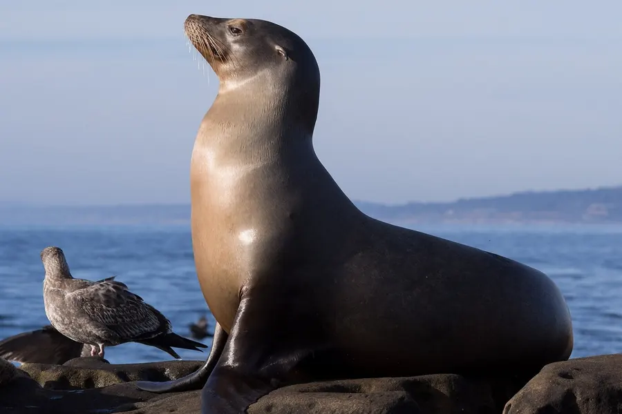 Sea lion: visible ear flaps, big flippers, 'walks'.