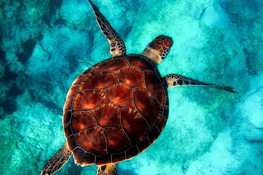Turtle: flippers/webbed feet, flatter shell, aquatic.