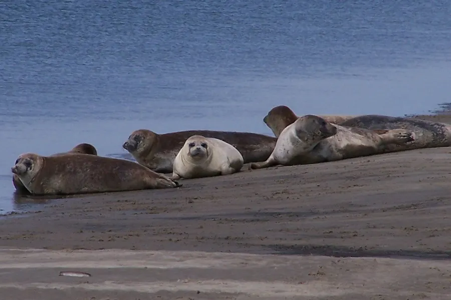 Seal: no ear flaps, short flippers, wriggles on land.