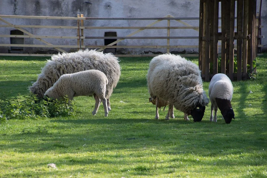 Sheep with woolly coat and downward tail.