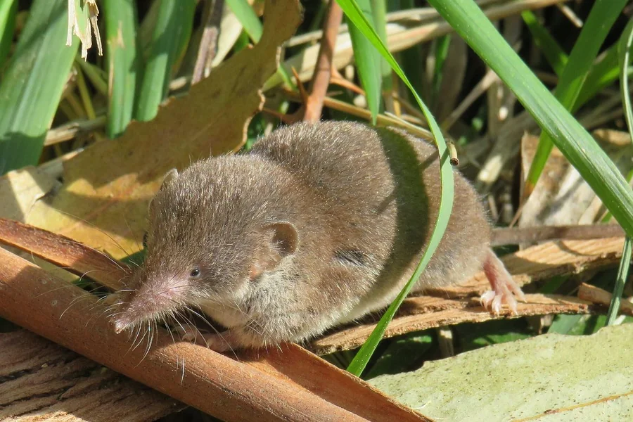 Shrew: pointed snout, insectivore.