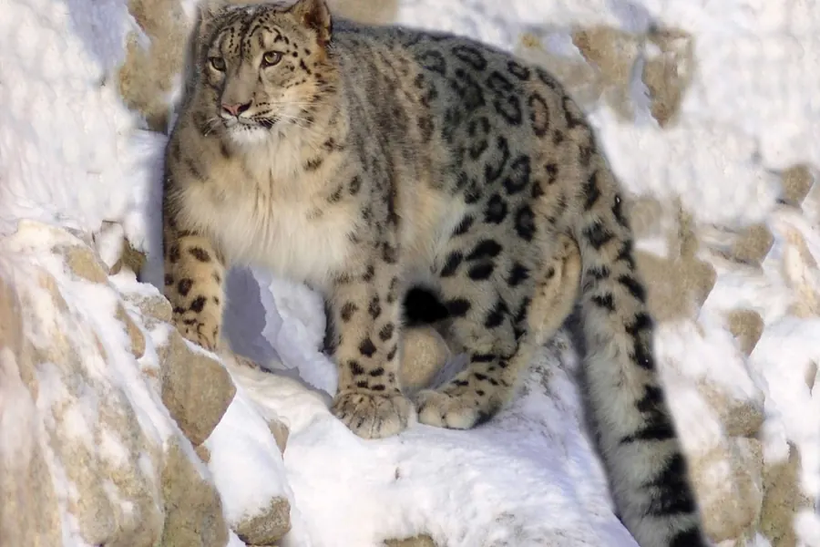 Snow leopard: smoky-grey, thick fur, large open rosettes.