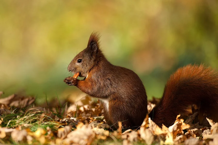 Tree squirrel with bushy tail and no face stripes.