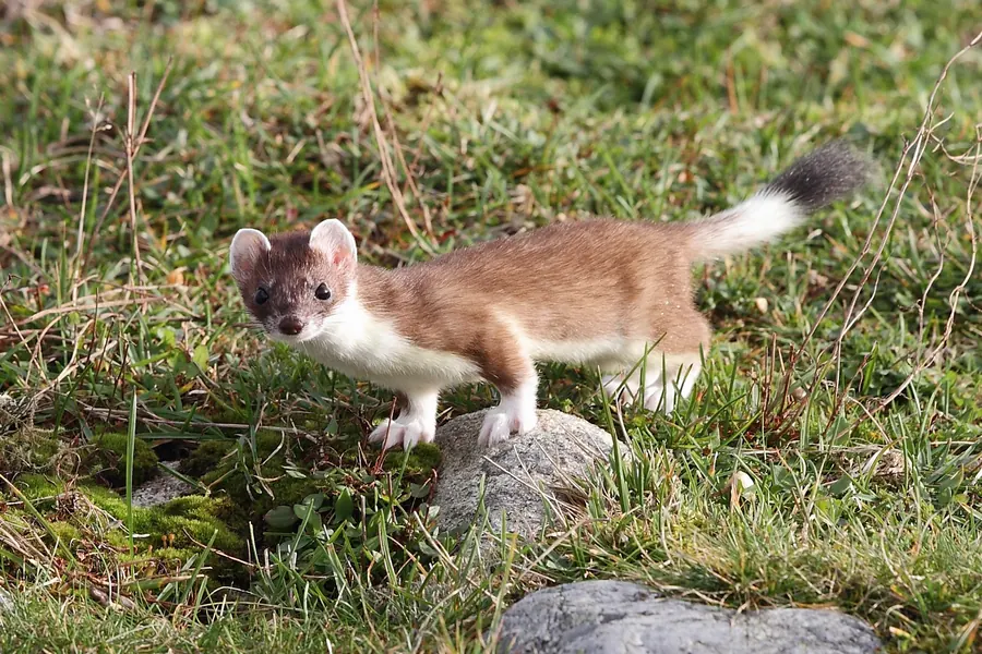 Stoat: black-tipped tail, wild mustelid.