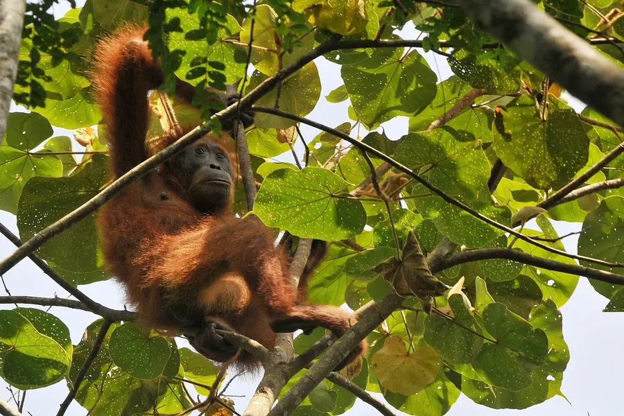 Wild Sumatran orangutan climbing among green forest canopy branches, showing long shaggy ginger fur and a dark face.