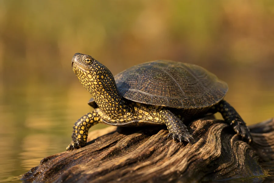 Terrapin: freshwater basking shell.