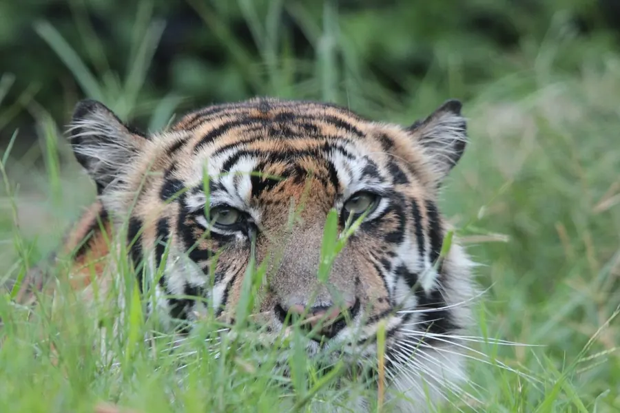 Tiger: striped, solitary, the largest of all cats.