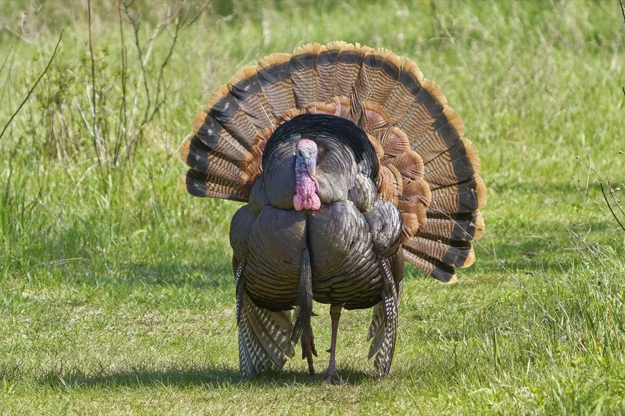 Turkey: fanable tail, fleshy snood.