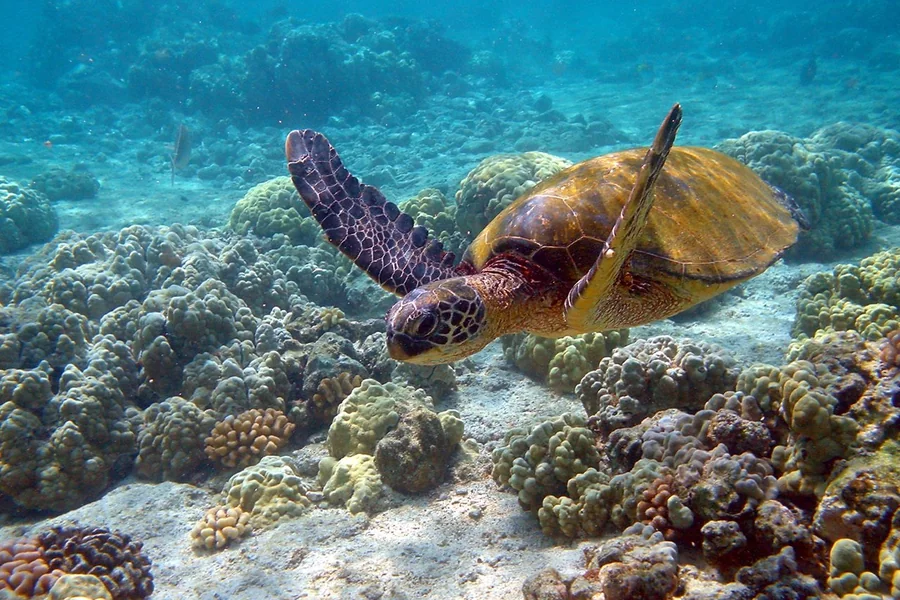 Turtle: aquatic shell.