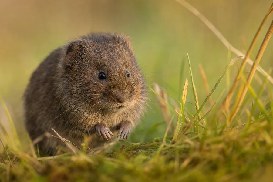 Vole: compact rodent grazer.