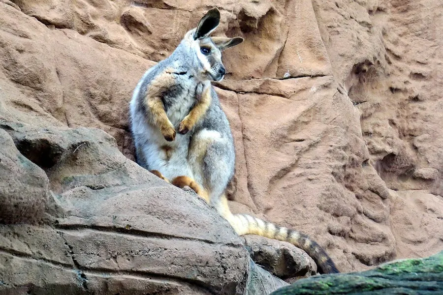 Wallaby: smaller macropod relatives (≤20 kg).
