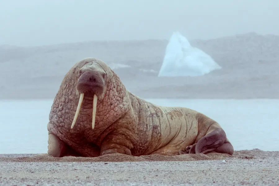 Walrus: tusks and bulk.