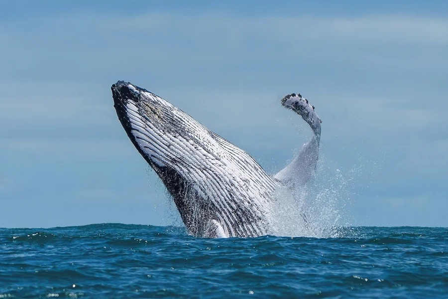 Large whale surfacing, representing cetaceans broadly.