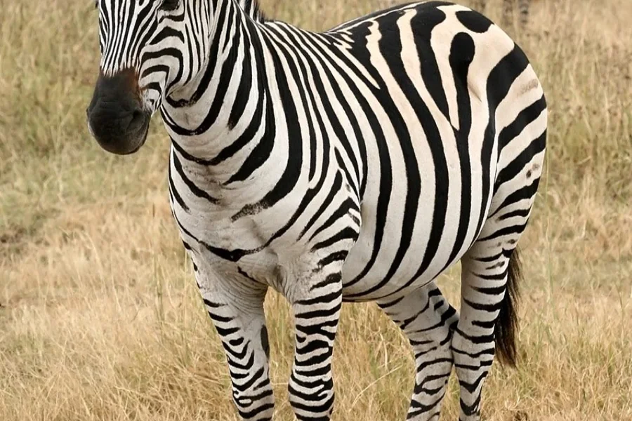 Zebra: striped wild equid.