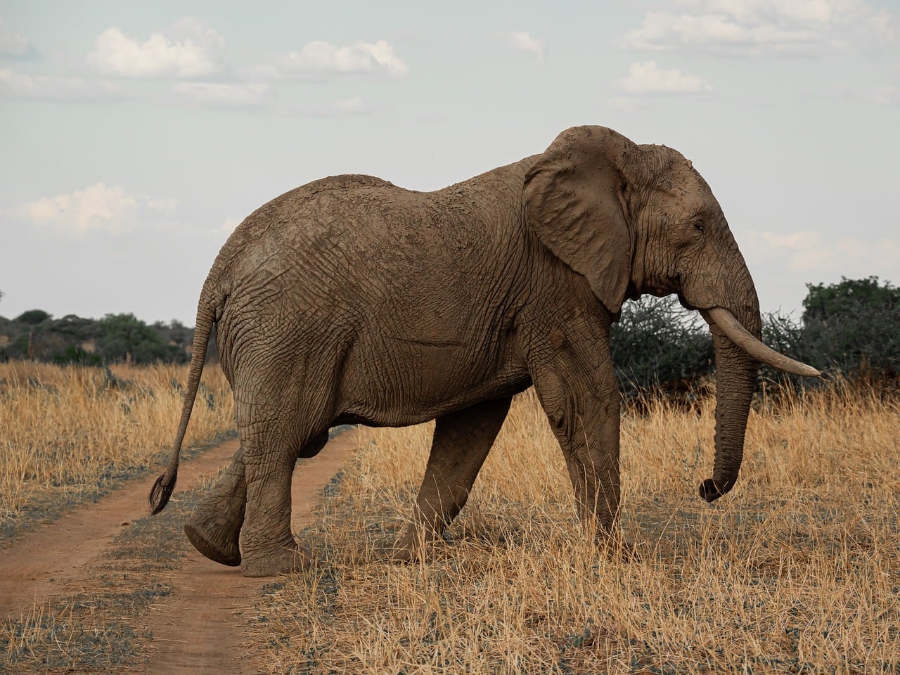 A family group of African savanna elephants moving across the open grassland of the Selous Game Reserve in southern Tanzania
