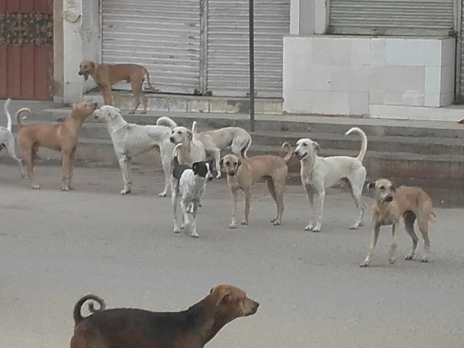Street dogs gathered on an urban street, illustrating the appeal’s welfare subject.