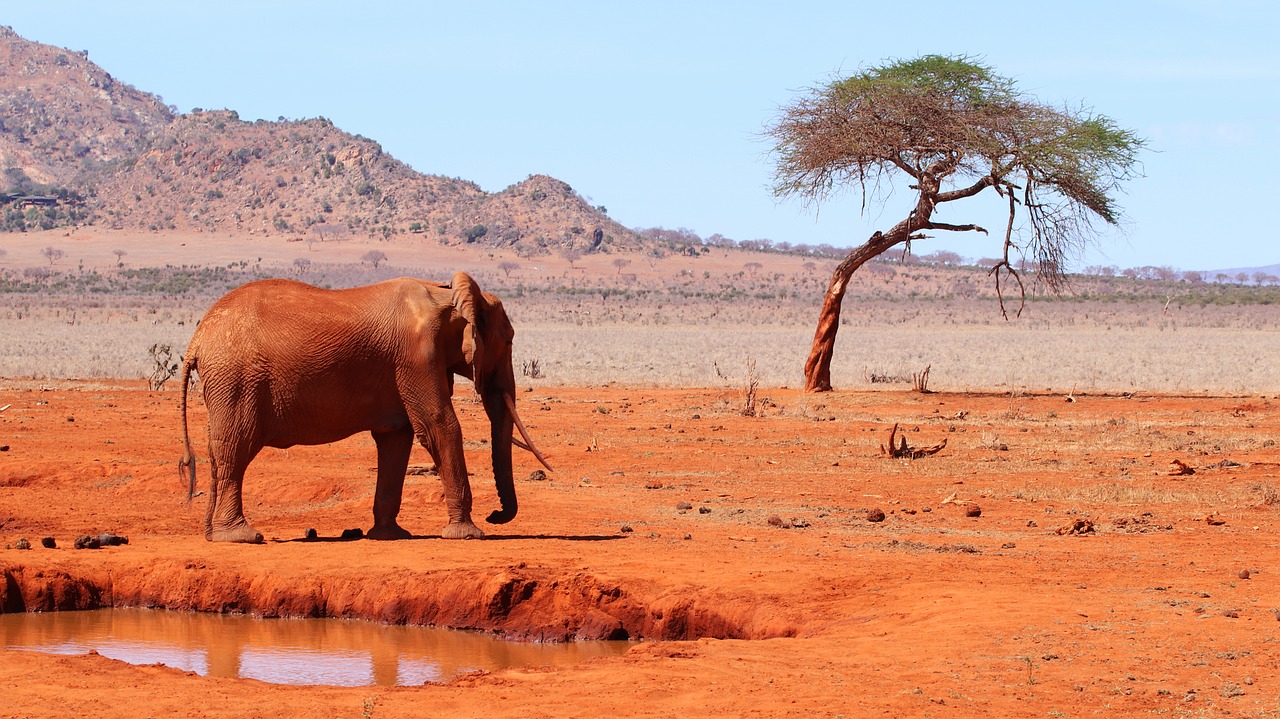 An umbrella acacia silhouetted against golden Kenyan savanna at sunset in the Tsavo ecosystem, with a herd of elephants in the distance