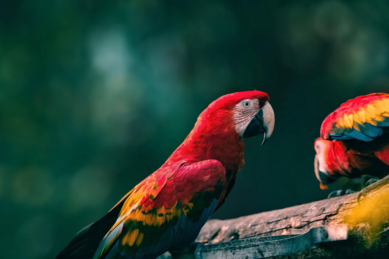 Parrot rescued from illegal trade