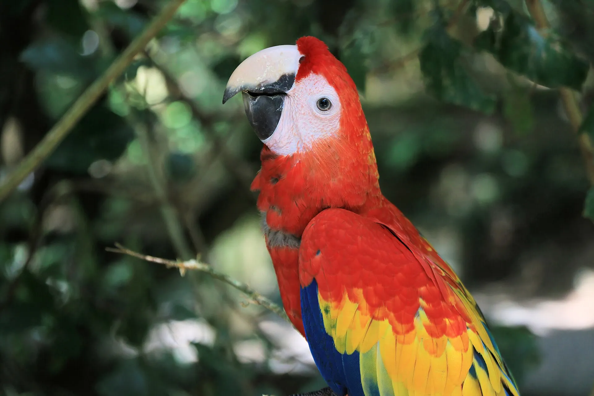 A scarlet macaw rescued from the illegal wildlife trade, now in sanctuary care